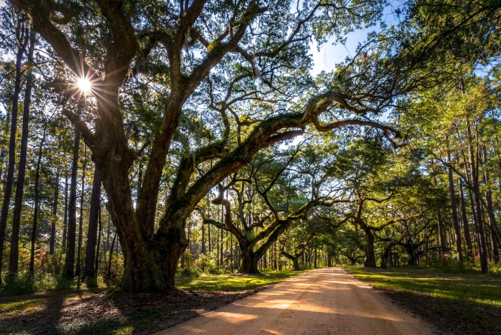 Union County: Live oak trees along dirt road